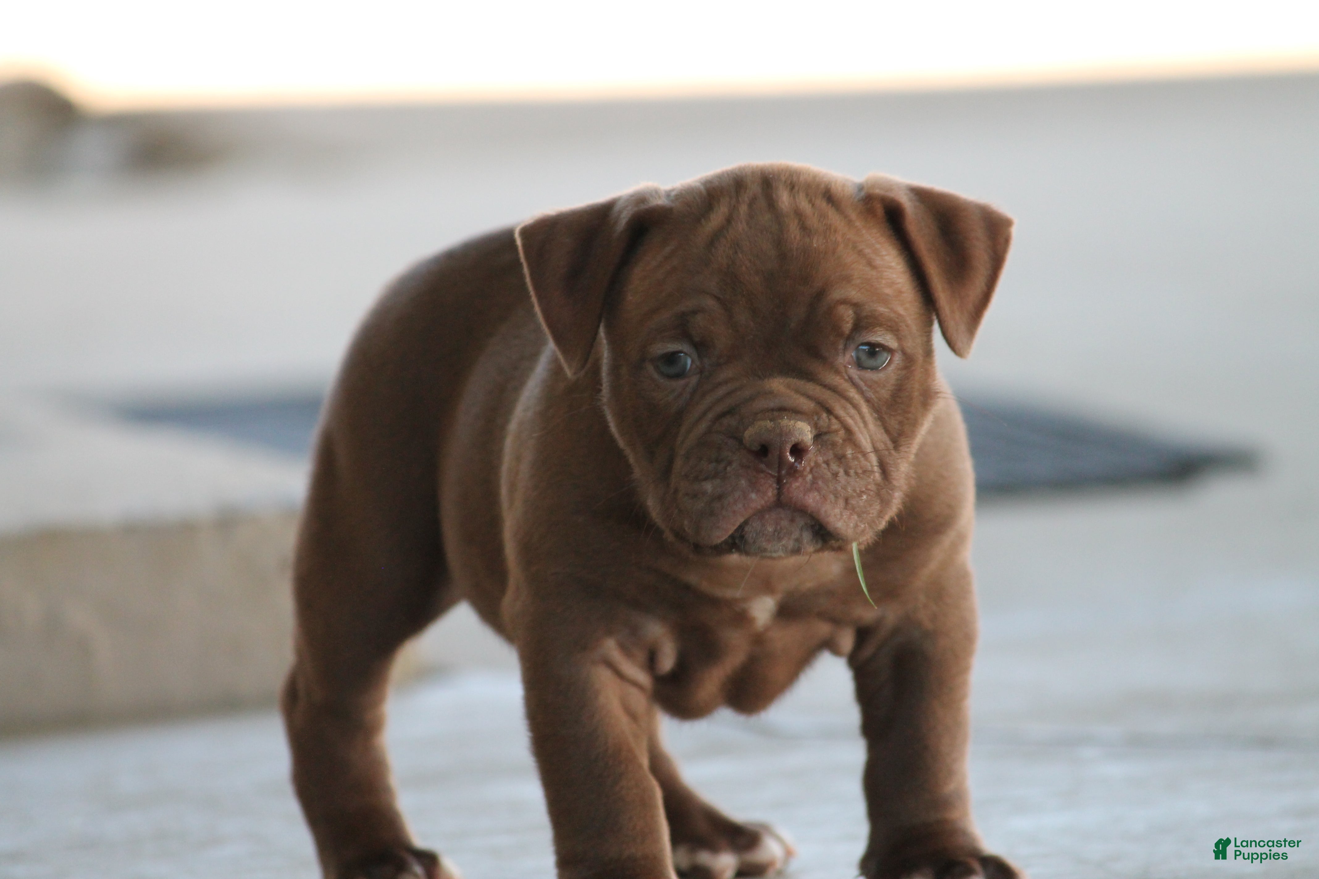 Olde English Bulldogge dogs Bluegates REGGIE - Ad 1
