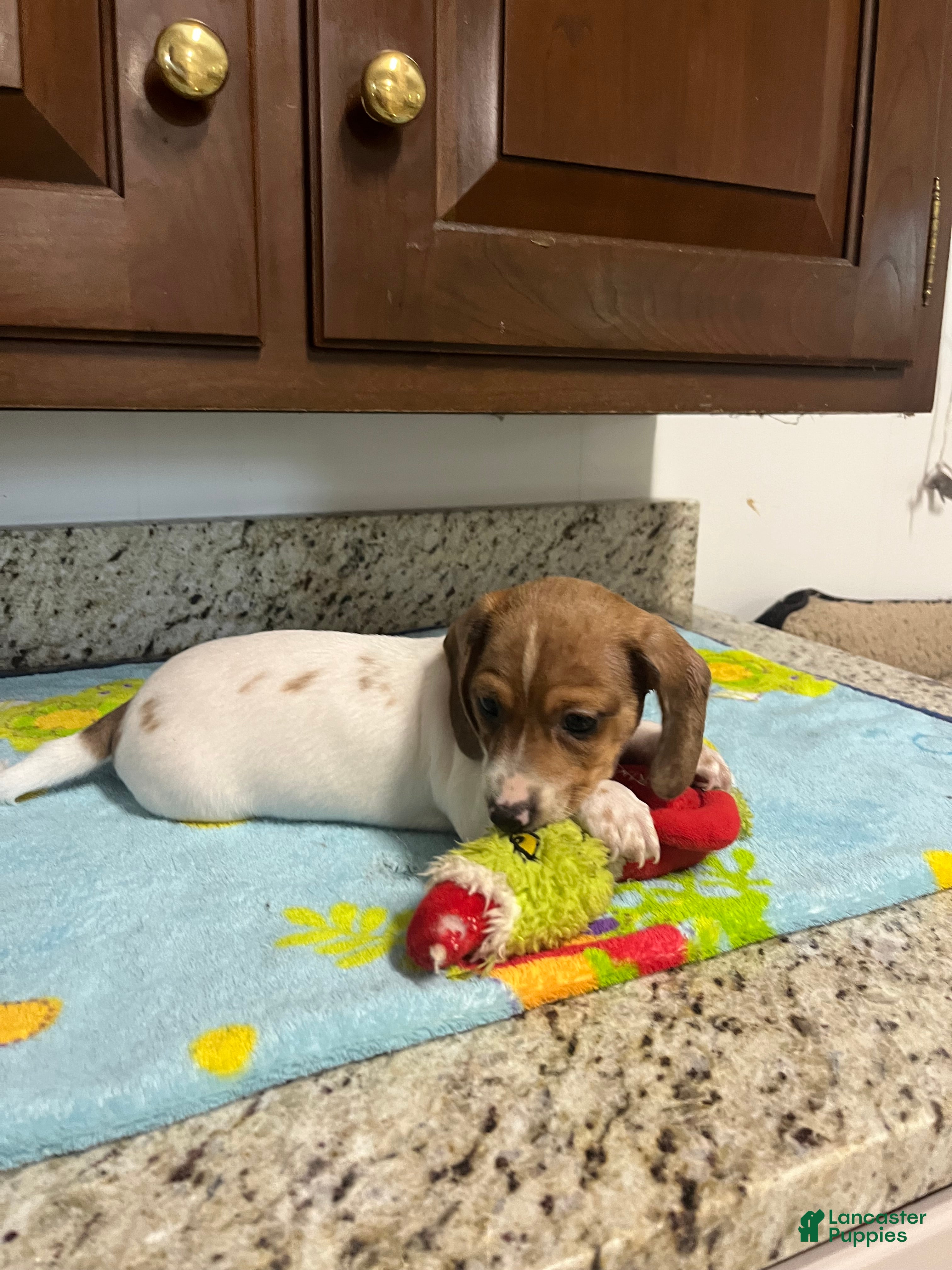 Miniature Dachshund dogs Arjun  - Ad 2