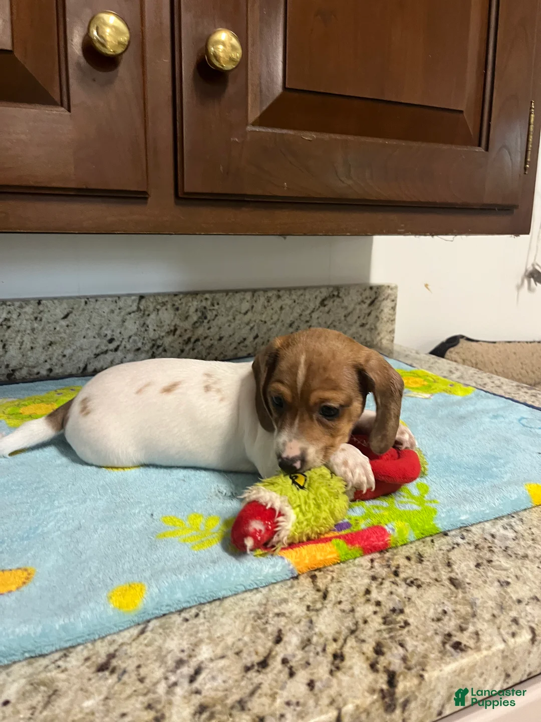 Miniature Dachshund dogs for sale: Arjun  - Ad 2
