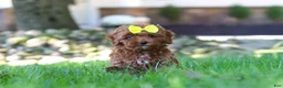 Cockapoo dogs for sale: Willow - Ad 21