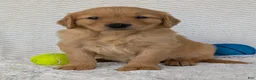 Golden Retriever dogs for sale: Murphy  - Ad 4