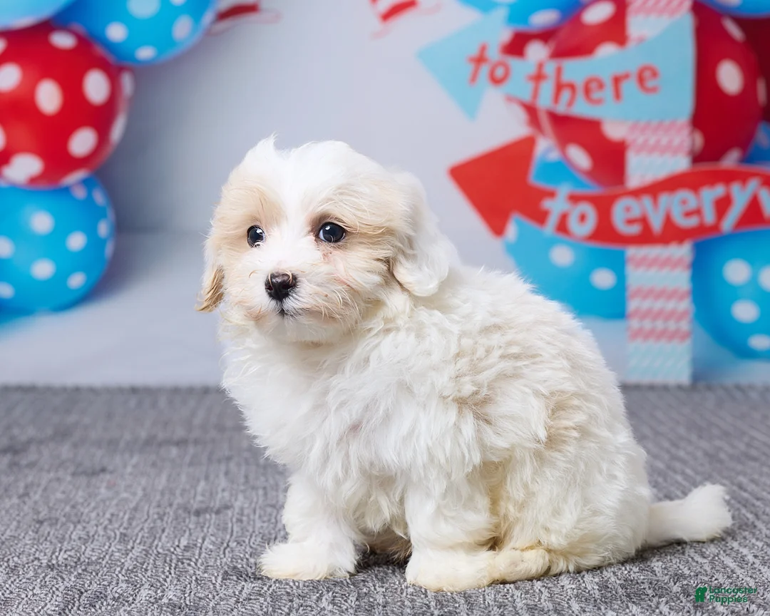 Maltipoo dogs for sale: Captain - Ad 2