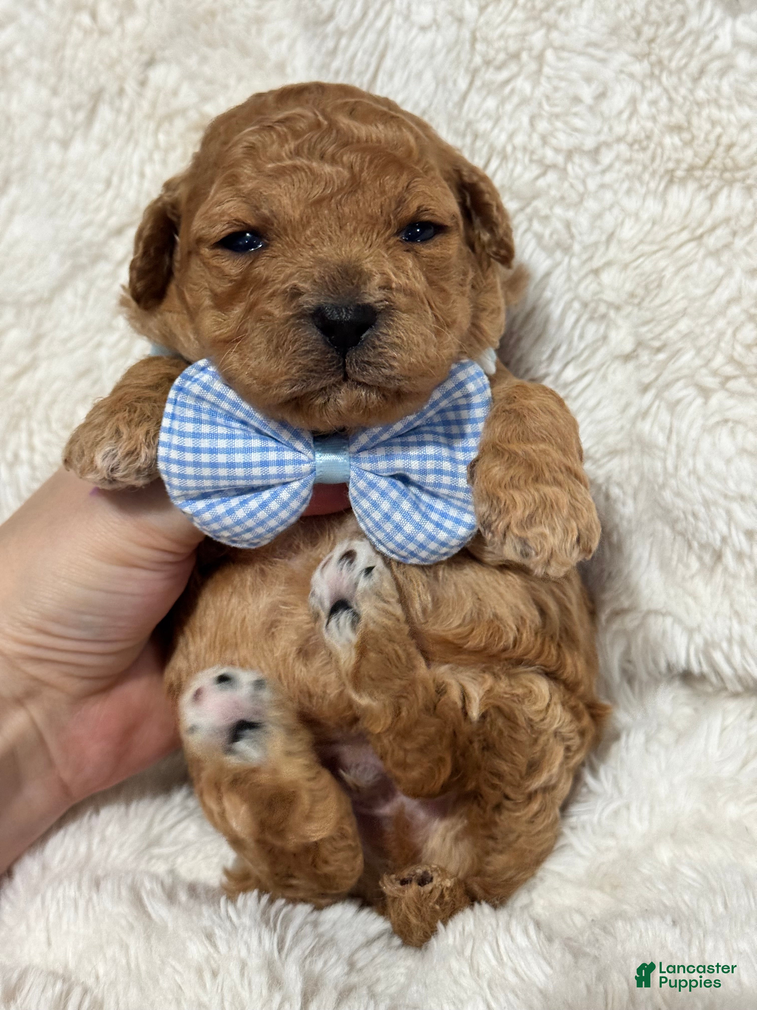 Toy Poodle dogs Koda - Ad 36