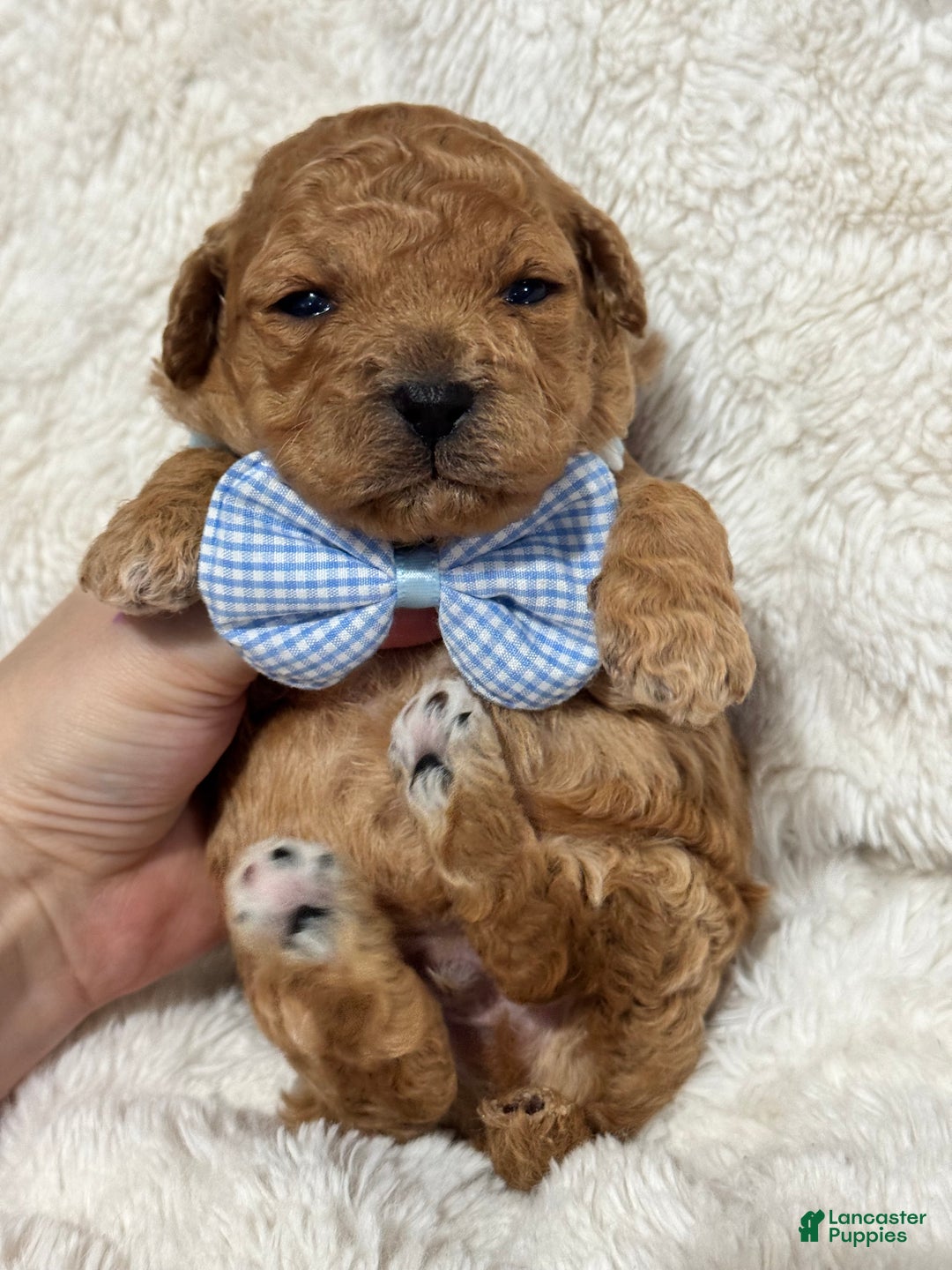 Toy Poodle dogs for sale: Koda - Ad 1