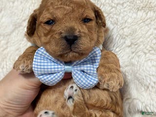 Toy Poodle dogs Koda - Ad 36