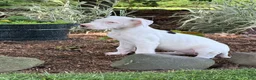 Great Dane dogs for sale: Pearl Great Dane  - Ad 12
