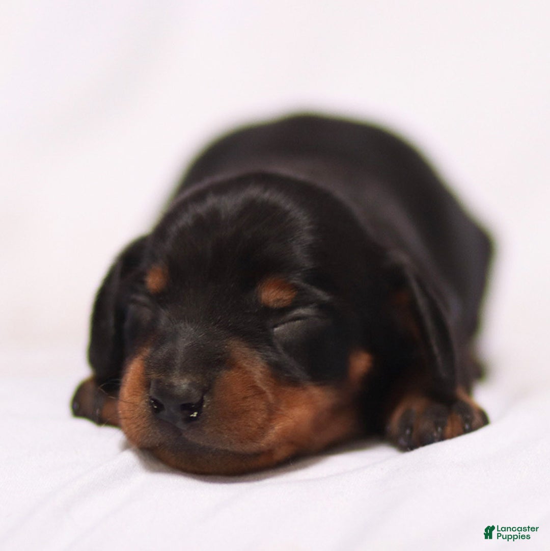 Miniature Dachshund dogs for sale: Romeo the Miniature Dachshund Puppy - Ad 1