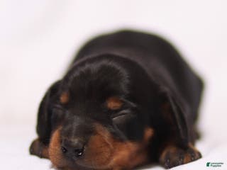 Miniature Dachshund dogs Romeo the Miniature Dachshund Puppy - Ad 4