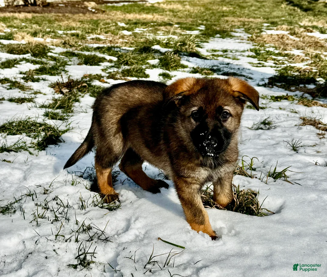 German Shepherd dogs for sale: Augusta - Ad 2