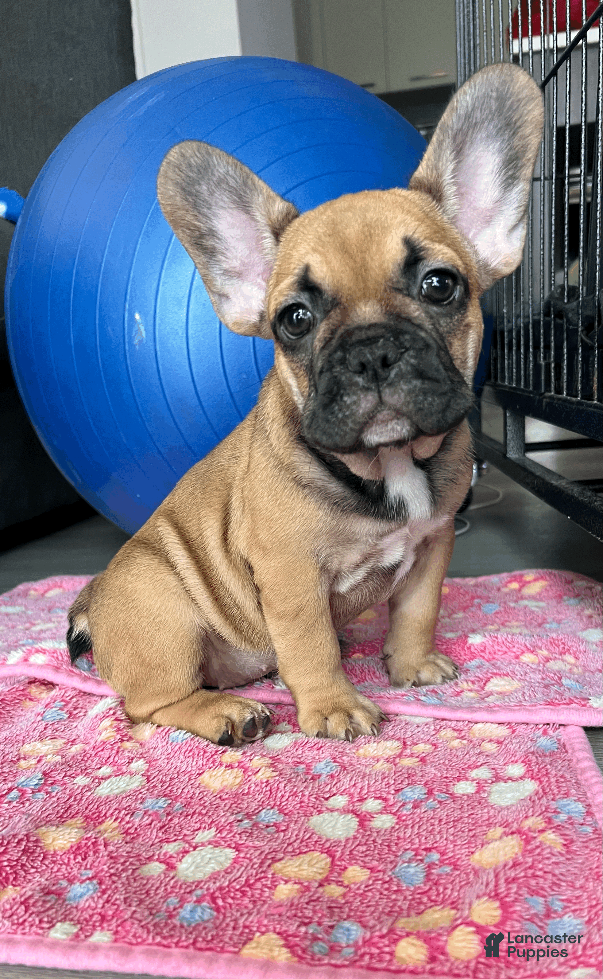 French Bulldog dogs for sale: COCOA - Ad 3