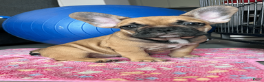 COCOA