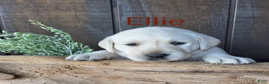 Ellie Retriever 7
