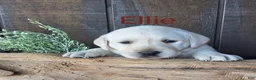 Labrador Retriever dogs for sale: Ellie Retriever 7 - Ad 1