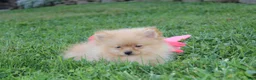 Pomeranian dogs for sale: Finn - Ad 3