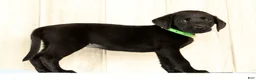 Labrador Retriever dogs for sale: Bailey - Ad 5