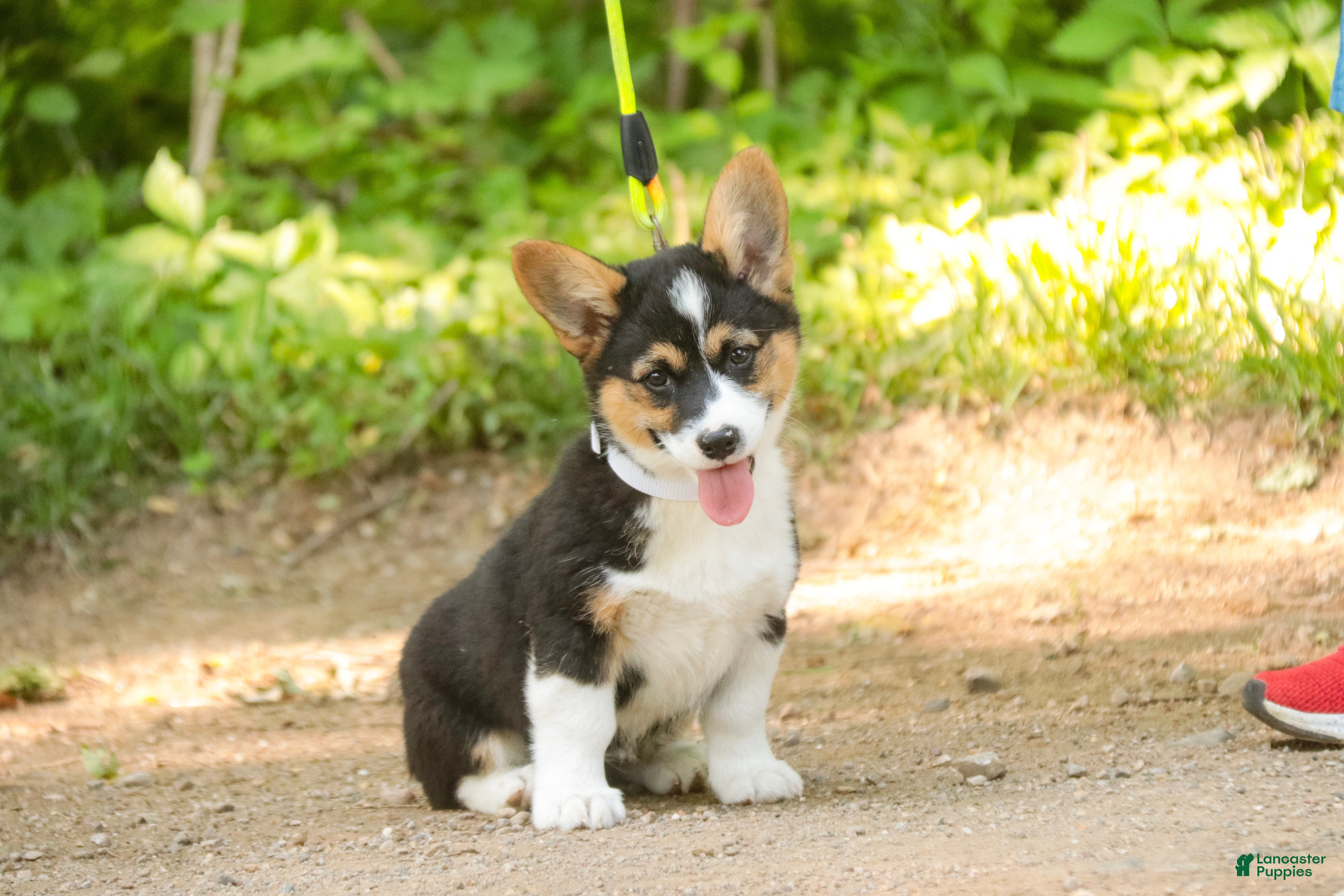 Welsh Corgi Pembroke dogs Genevieve - Ad 1