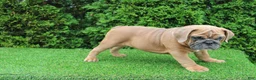 English Bulldog dogs for sale: Debbi - Ad 4
