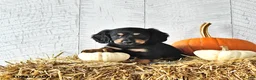 Miniature Dachshund dogs for sale: Benji - Ad 4