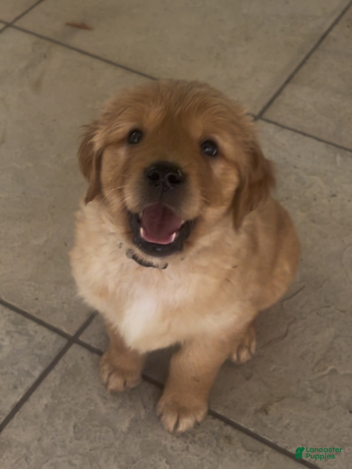 Golden Retriever dogs Mr Gray - Ad 12