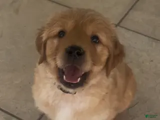 Golden Retriever dogs Mr Gray - Ad 12