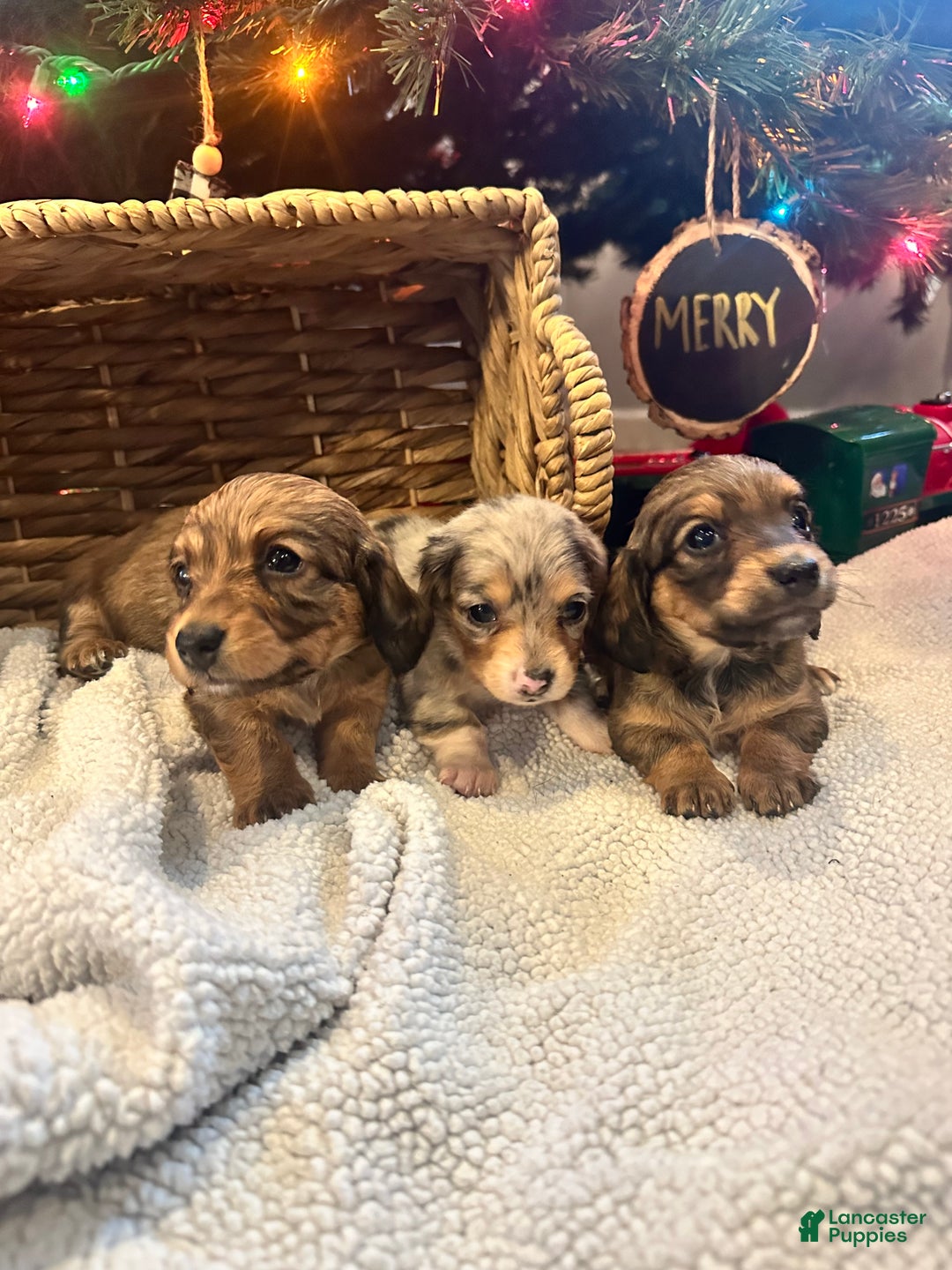Dachshund dogs for sale: Little Lady 1 - Ad 5