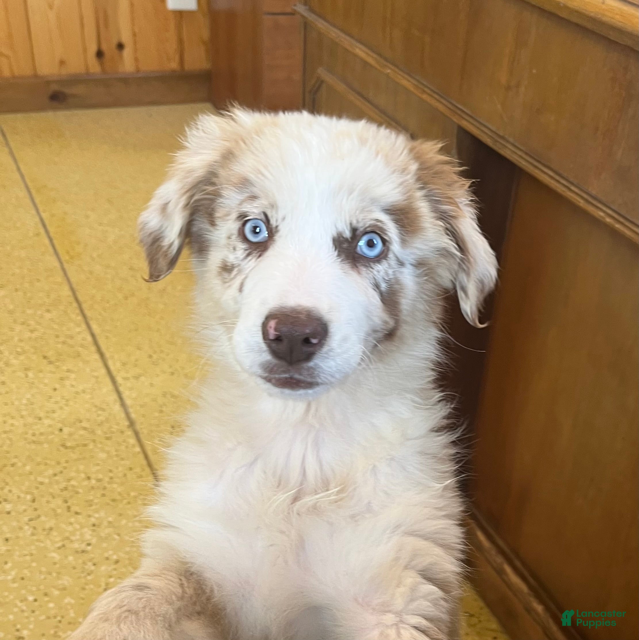 Australian Shepherd dogs Turbo  - Ad 5