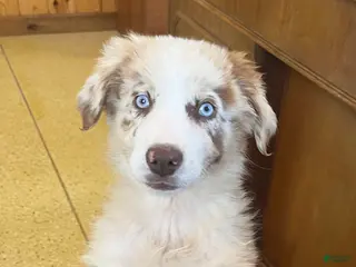 Australian Shepherd dogs Turbo - Ad 5
