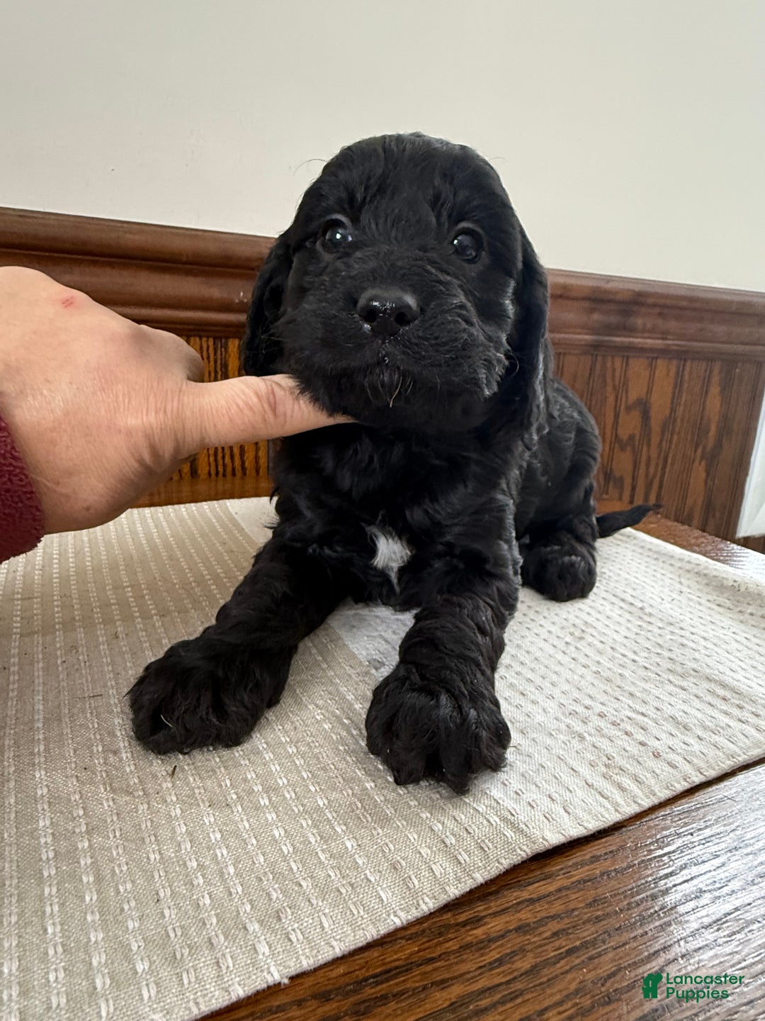 Cavapoo dogs for sale: Cavapoo Puppy 2 - Ad 5