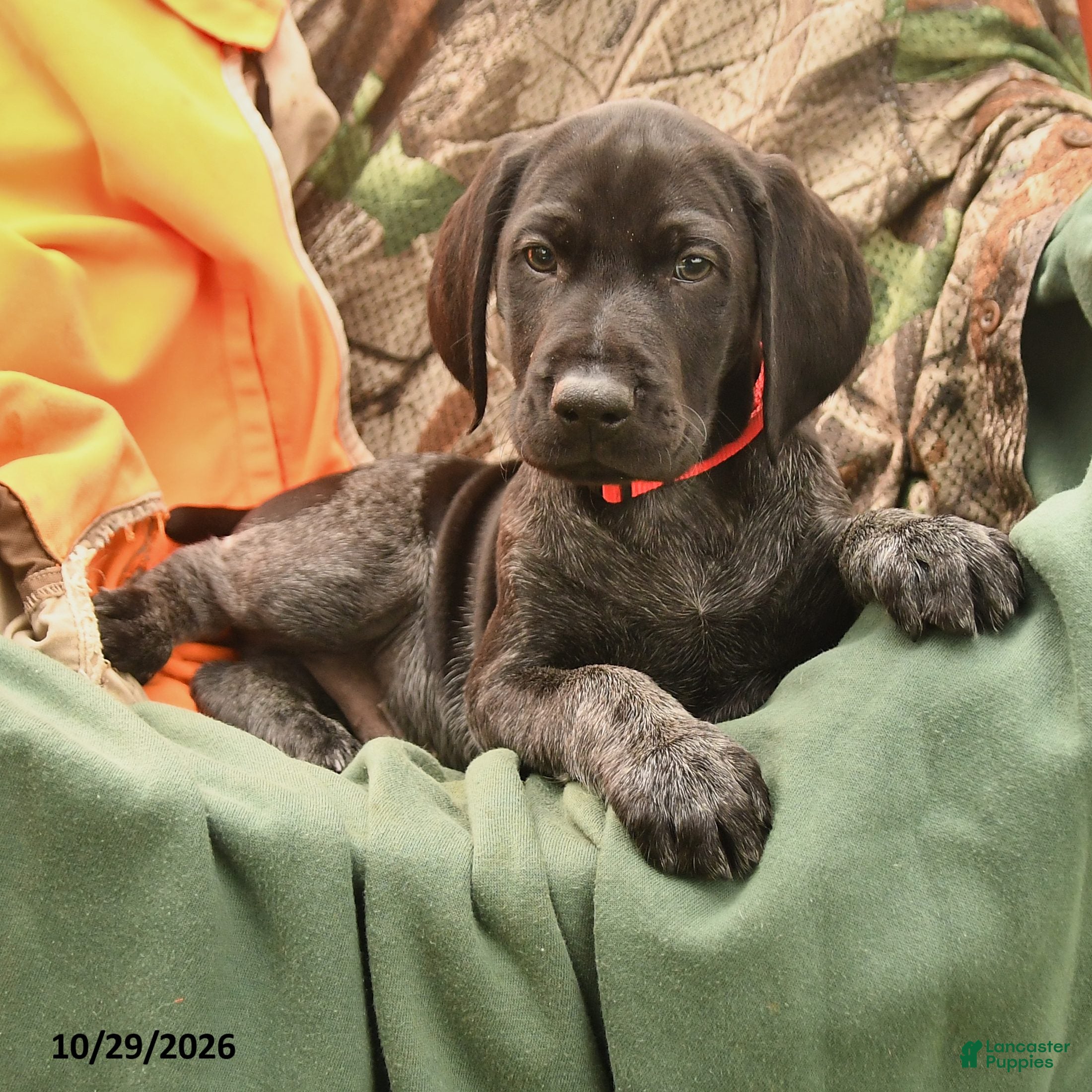 German Shorthaired Pointer dogs for sale: Scout - Ad 2