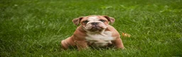 Mixed Breed dogs for sale: Dream Victorian Bulldog - Ad 6