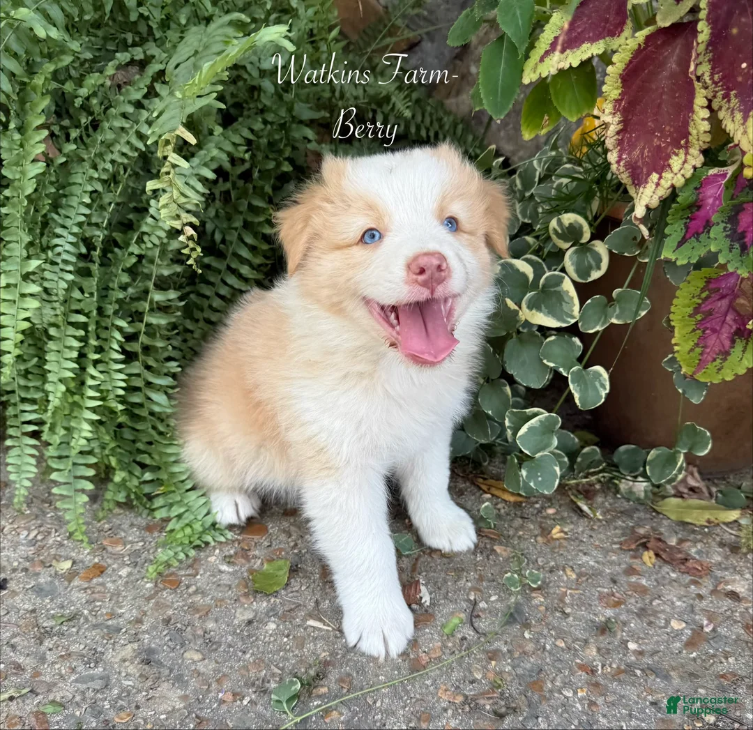 Australian Shepherd dogs for sale: Berry - Ad 1