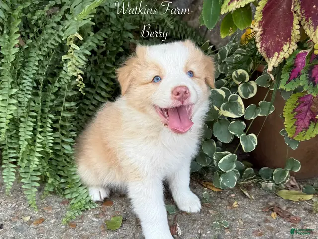 Australian Shepherd dogs for sale: Berry - Ad 1