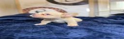 French Bulldog dogs for sale: Ghost - Ad 8
