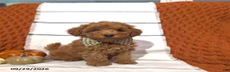 Mini Goldendoodle dogs for sale: Reed - Ad 3