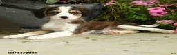 Mixed Breed dogs for sale: Josie - Ad 3