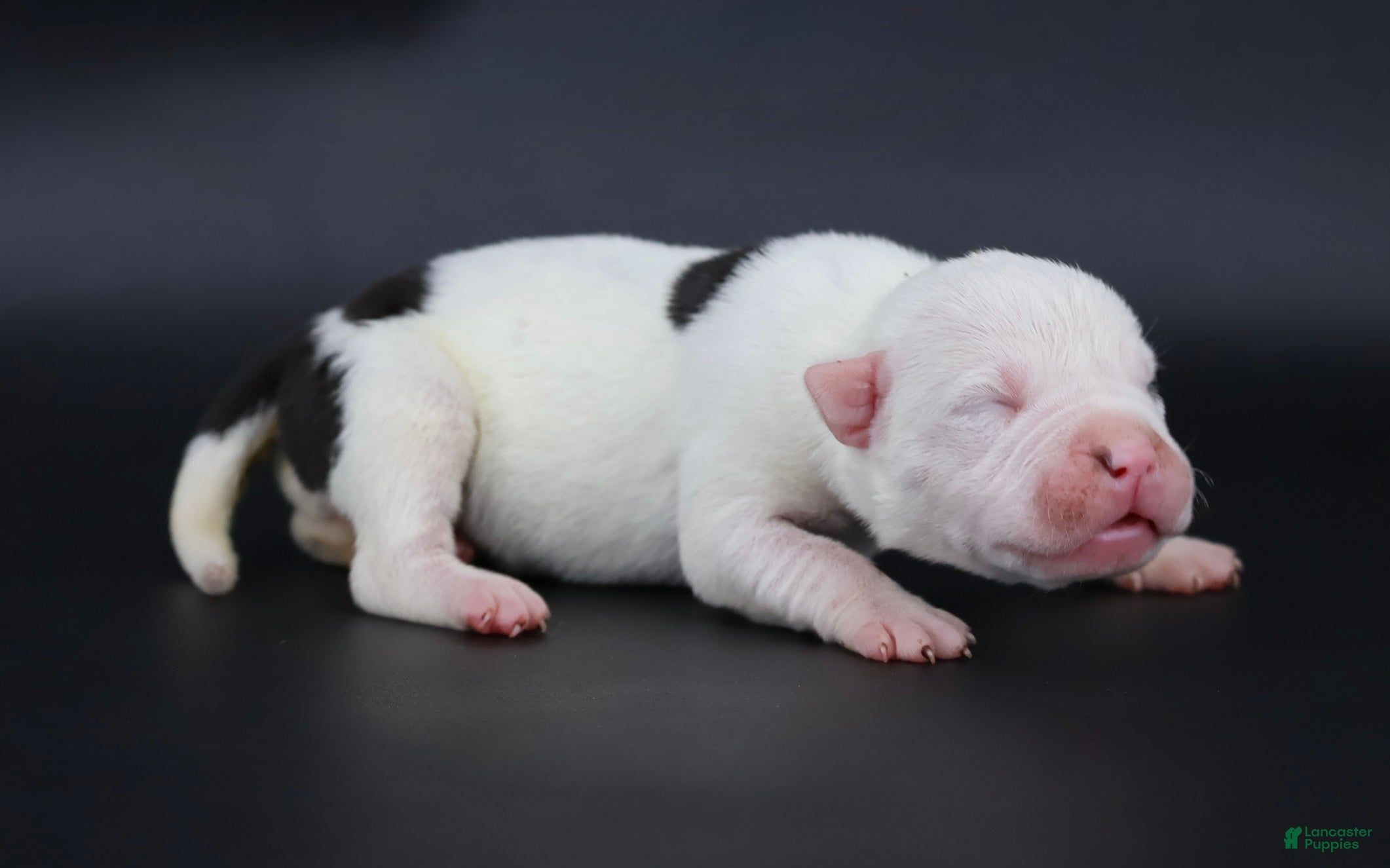 American Bully dogs Helen - XL - ABKC - Ad 2