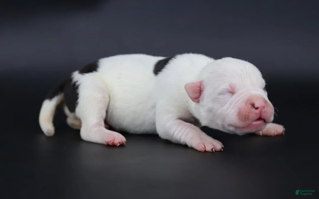 American Bully dogs for sale: Helen - XL - ABKC - Ad 2
