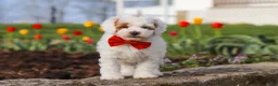 Miniature Poodle dogs for sale: Charles - Ad 4