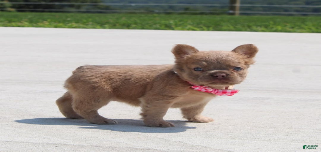 Gallery Image {{count}}