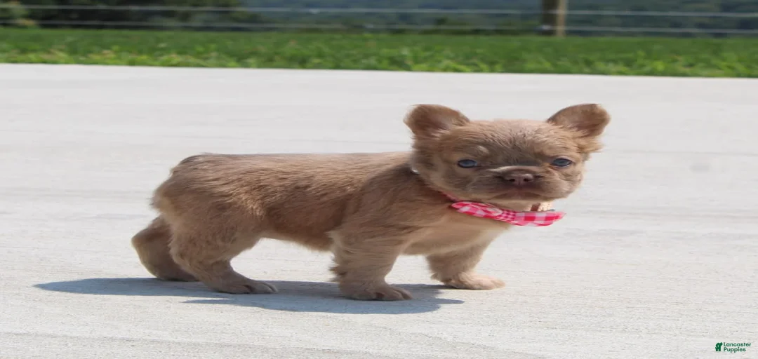 Gallery Image {{count}}