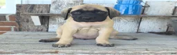 English Mastiff dogs for sale: Alexus - Ad 1