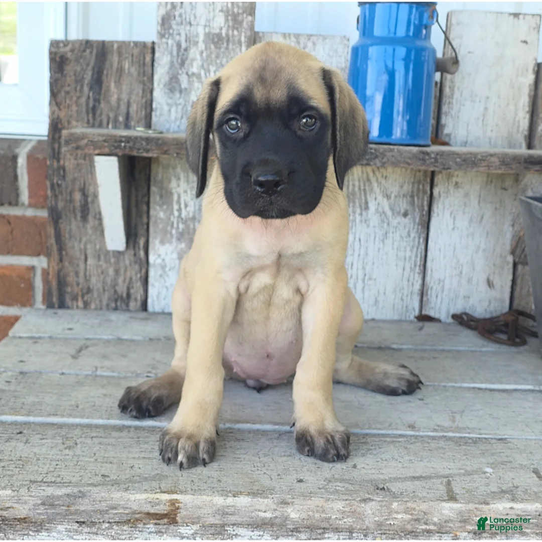 English Mastiff dogs for sale: Alexus - Ad 1