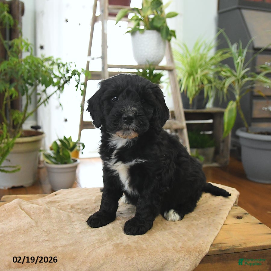Bernedoodle dogs Luna   - Ad 2