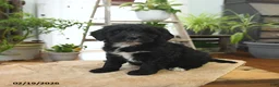 Bernedoodle dogs for sale: Luna   - Ad 2