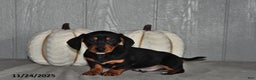 Miniature Dachshund dogs for sale: Cody - Ad 2