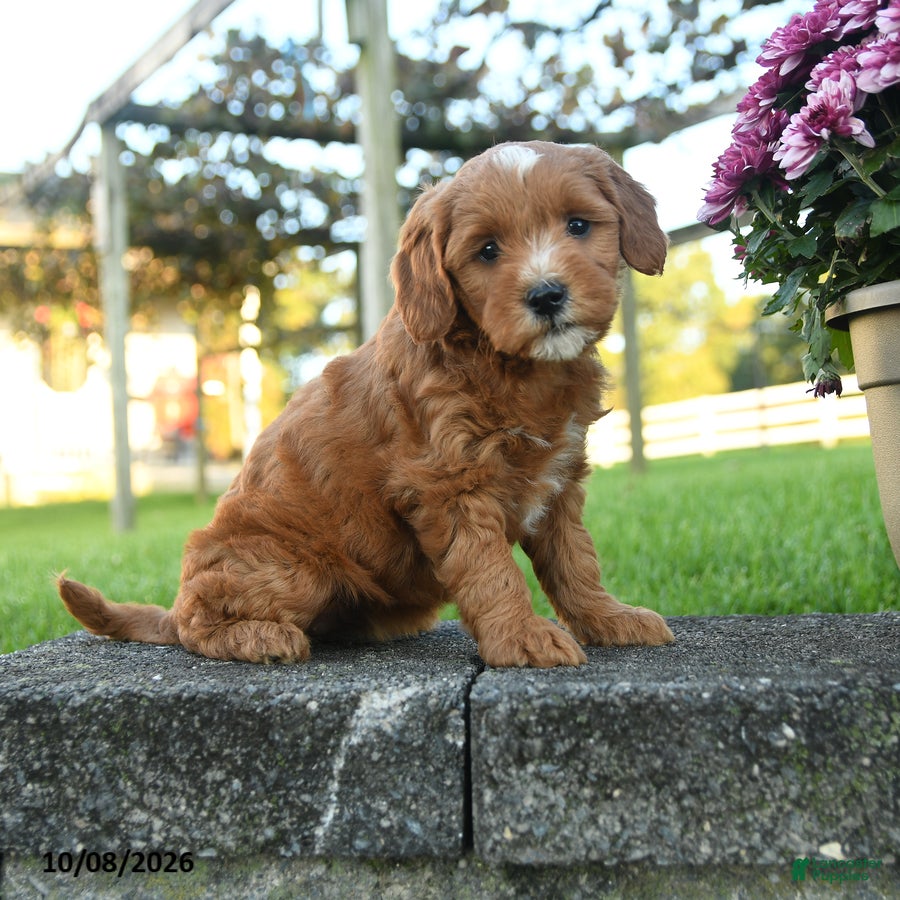 Mini Goldendoodle dogs for sale: Percival - Ad 2