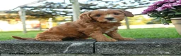 Mini Goldendoodle dogs for sale: Percival - Ad 2