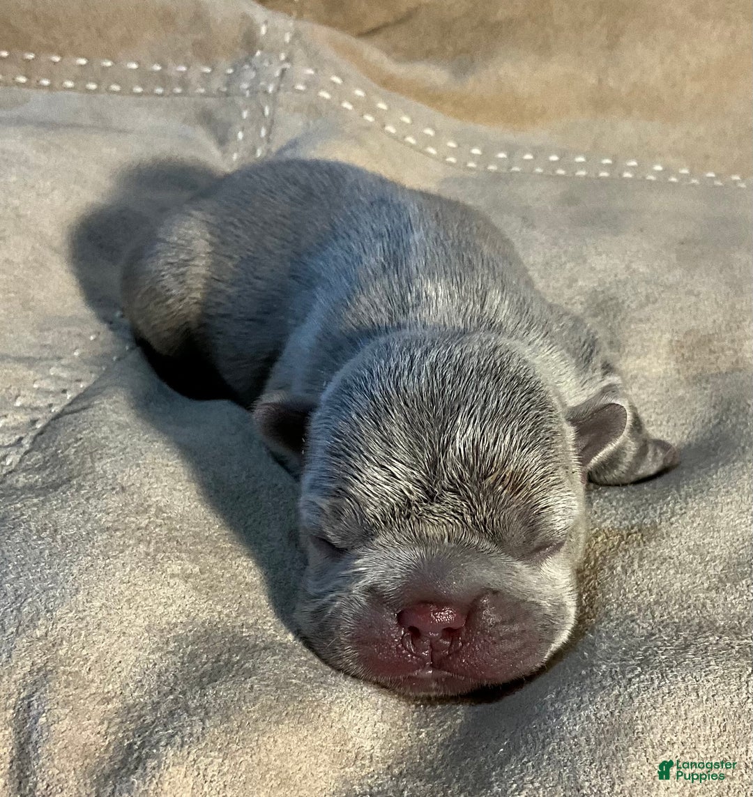 French Bulldog dogs for sale: River  - Ad 34