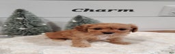 Cavapoo dogs for sale: Charm - Ad 2