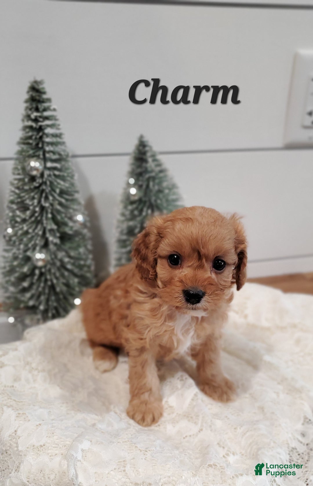 Cavapoo dogs for sale: Charm - Ad 2